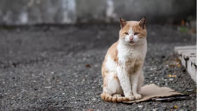 Кадерсез җаннарның гаебе нидә?