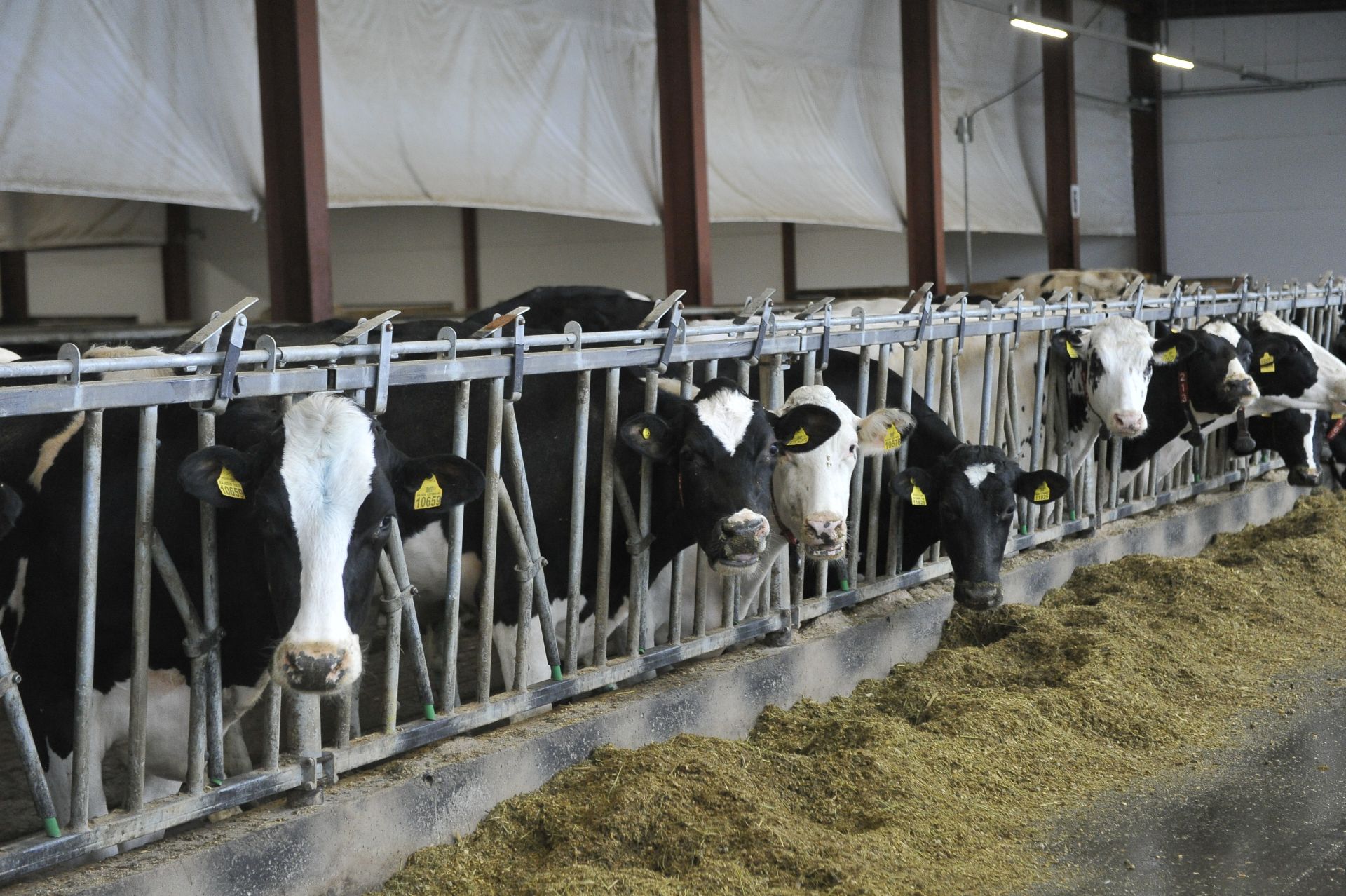 Владимир Александров: «Терлекчелек – сабырлык һәм тырышлык сорый торган хезмәт»