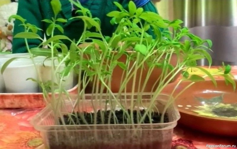 Бакчачы Әлфинур Нәҗметдинова язгы бакча серләре белән уртаклашты