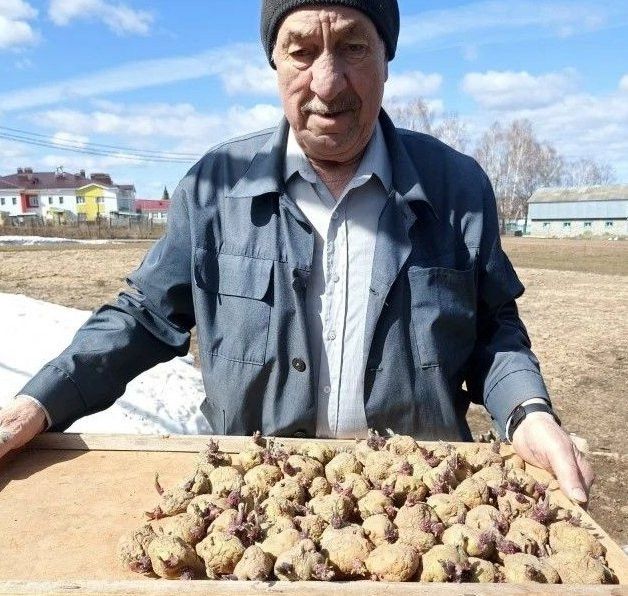 Балтач районында бәрәңге утырта башлаганнар