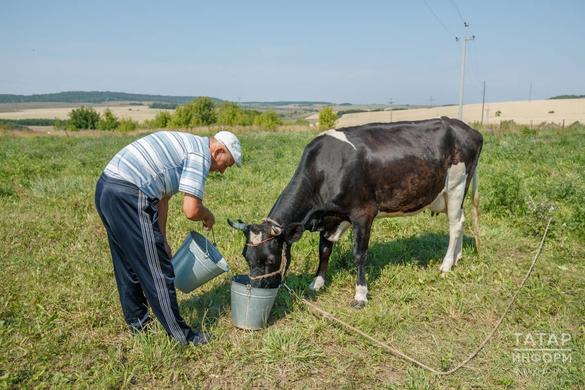 «Мал асрауның ни кызыгы бар?»: сөт бәяләре төшү дәвам итә