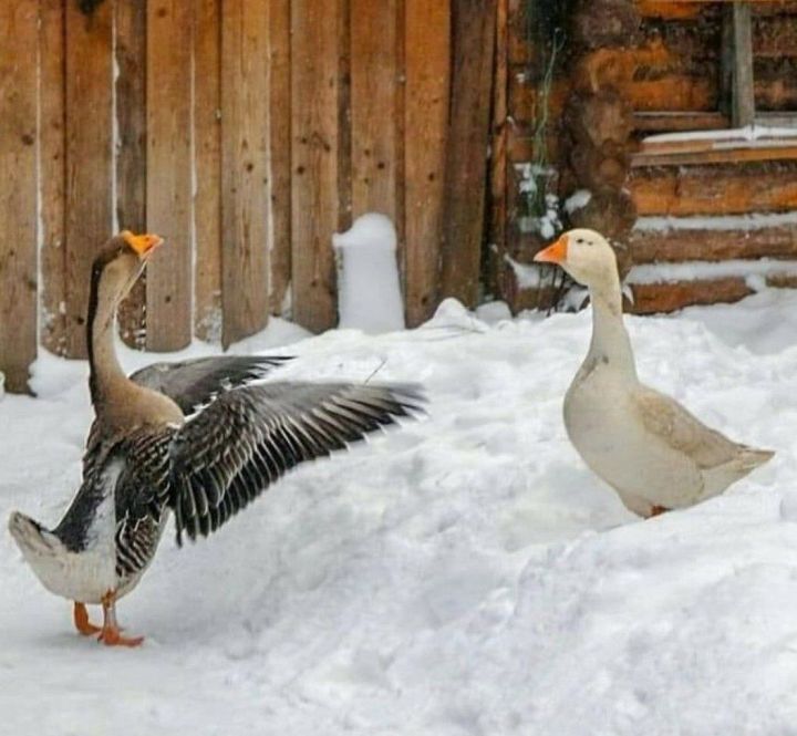 Тәвәккәллекме, башсызлыкмы?