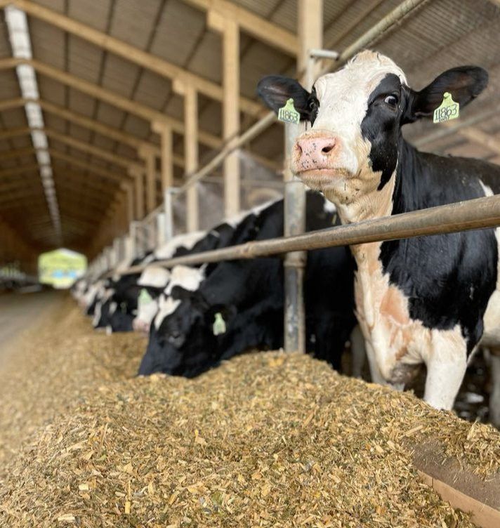 Мал бәласе: Россиядә терлек авырулары тарала