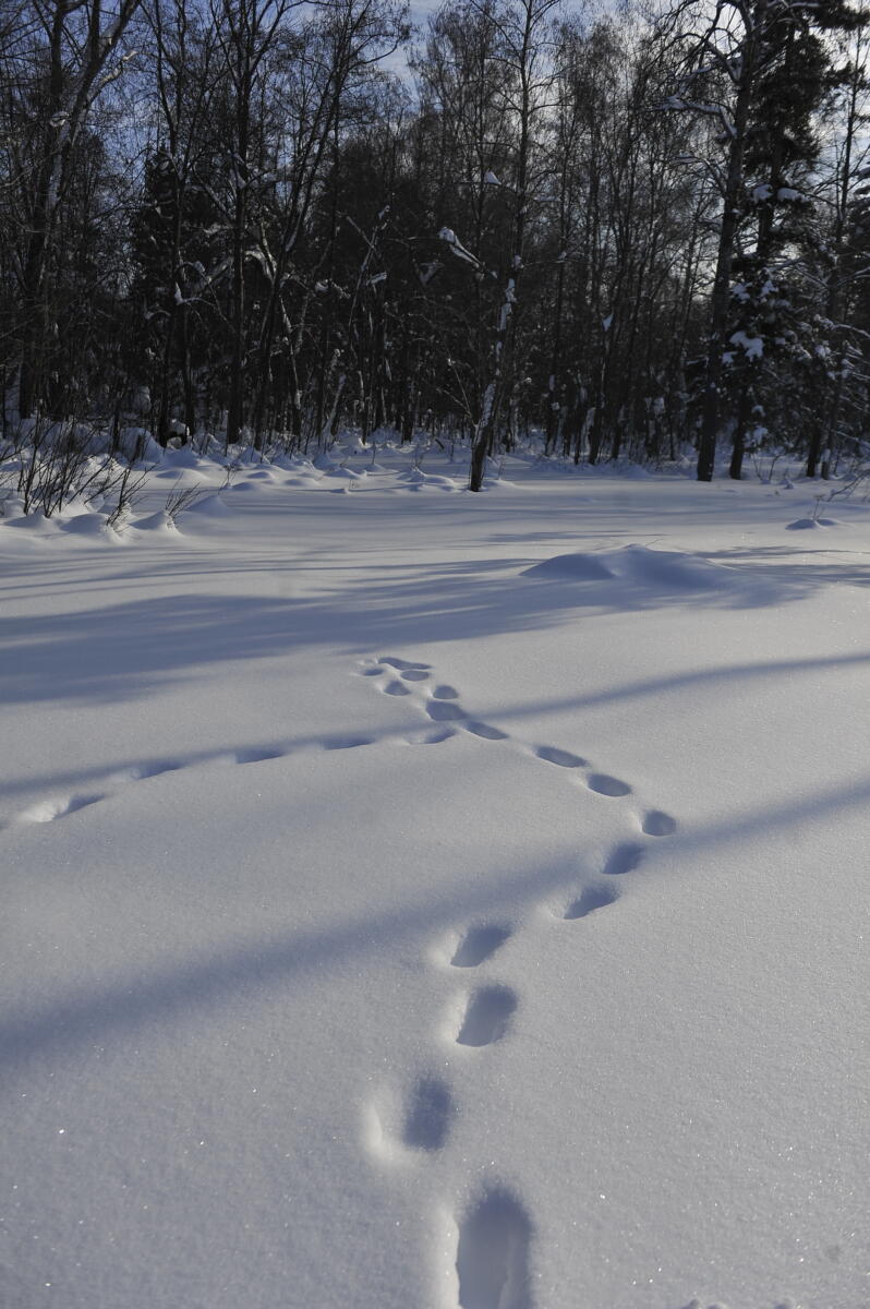 Намус эше: «ВТ» хәбәрчесе кышкы урманда җәнлекләр хәлен белеп кайтты