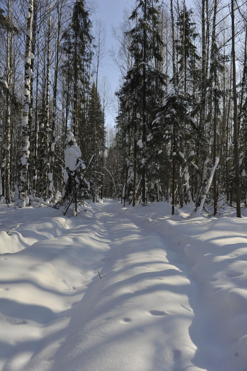Намус эше: «ВТ» хәбәрчесе кышкы урманда җәнлекләр хәлен белеп кайтты