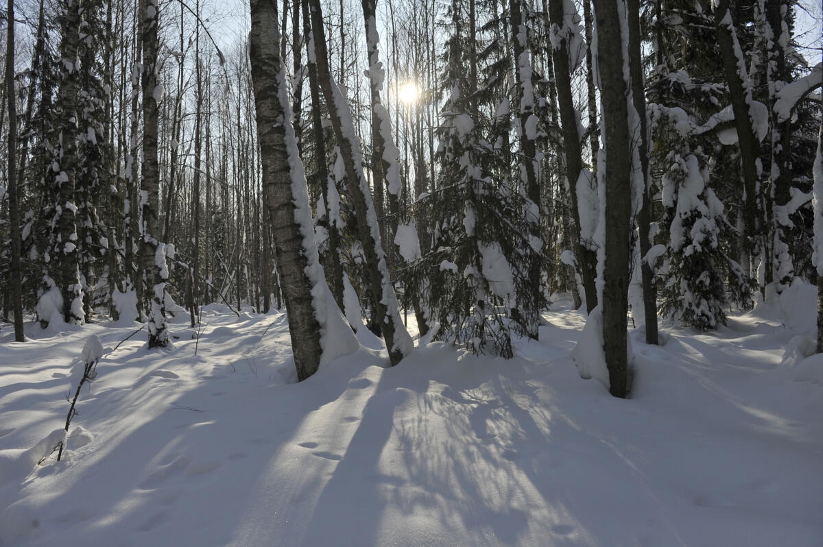 Намус эше: «ВТ» хәбәрчесе кышкы урманда җәнлекләр хәлен белеп кайтты