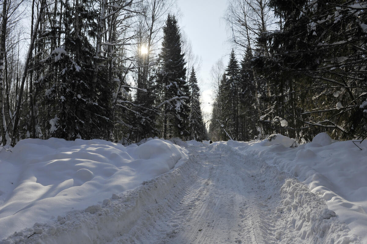 Намус эше: «ВТ» хәбәрчесе кышкы урманда җәнлекләр хәлен белеп кайтты
