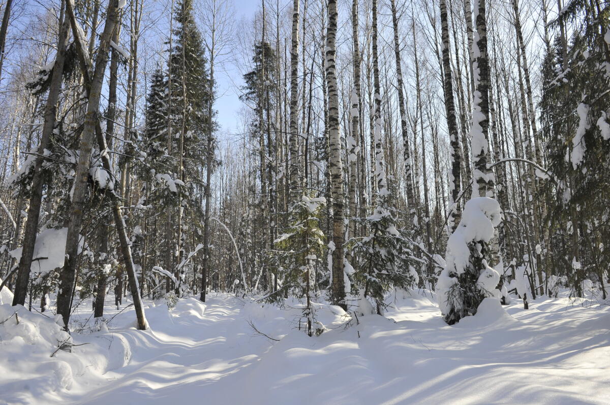 Намус эше: «ВТ» хәбәрчесе кышкы урманда җәнлекләр хәлен белеп кайтты