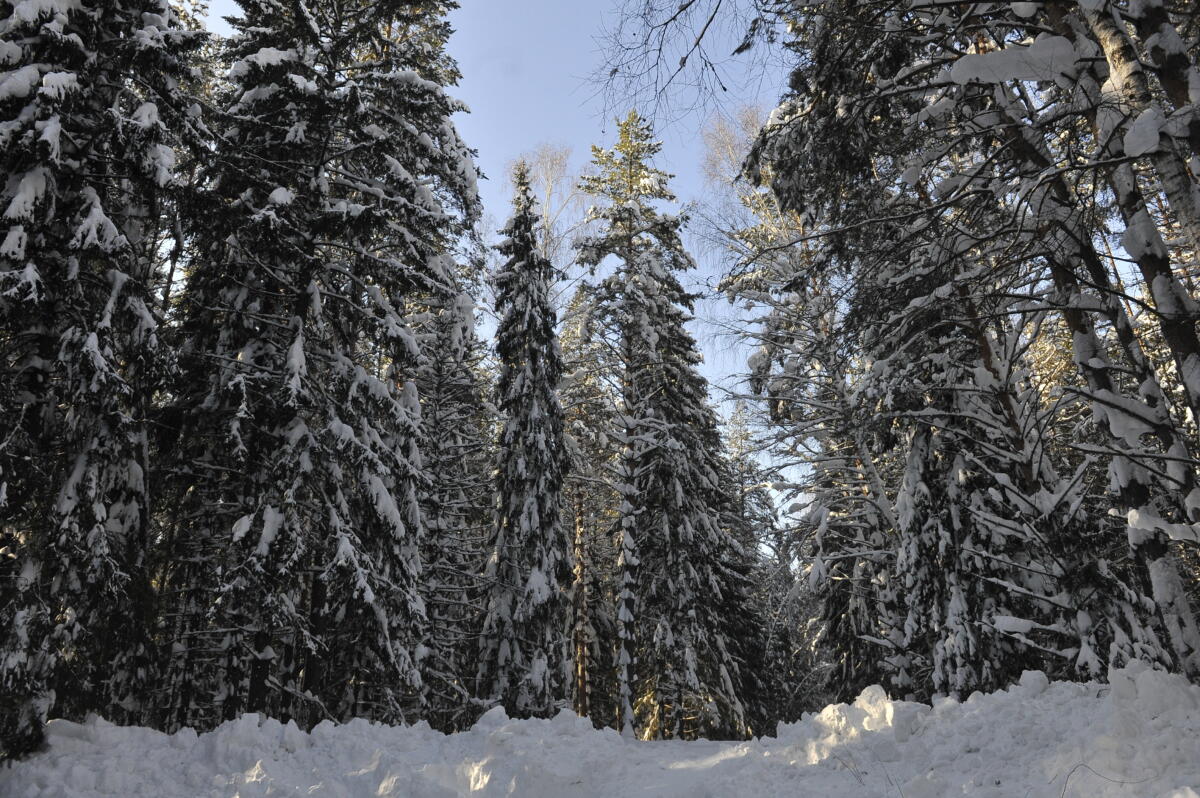 Намус эше: «ВТ» хәбәрчесе кышкы урманда җәнлекләр хәлен белеп кайтты