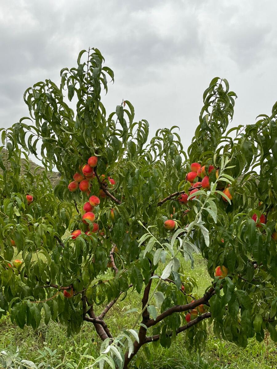 "Шулкадәр акчаны каян аласыз?": Дагыстанга кылынган сәяхәттән репортаж