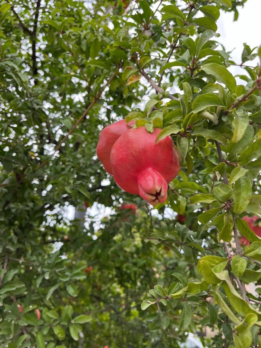 "Шулкадәр акчаны каян аласыз?": Дагыстанга кылынган сәяхәттән репортаж