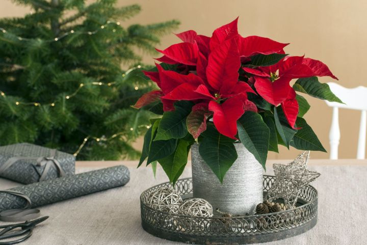 Кыш чәчәген ничек үстерергә? (Пуансеттия үстерү серләре)