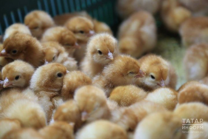 Чебешле ыгы-зыгы: кошчылык фабрикасын төзегәнче тикшерү уздырачаклар