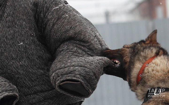 Нигә сабак алмыйбыз?! Табиблар этләр талаган 9 яшьлек кызның гомерен саклап калу өчен көрәшә