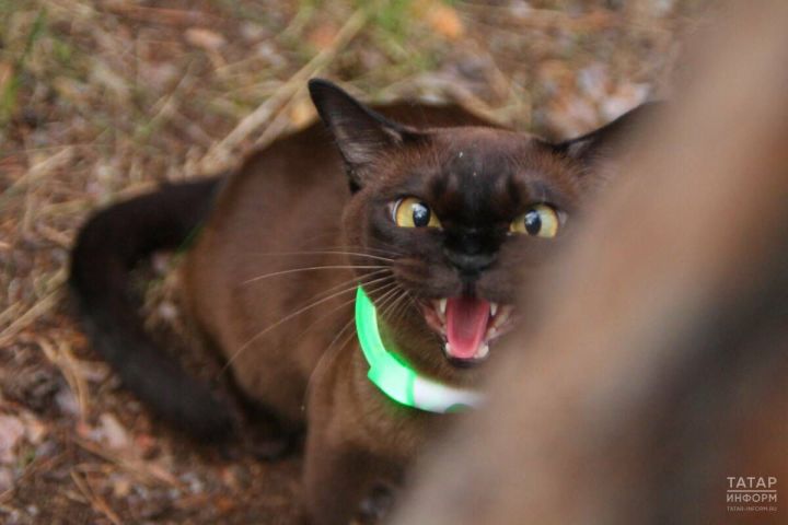 Татарстанның 10 районында һәм Казанда котыру авыруы буенча карантин игълан ителде