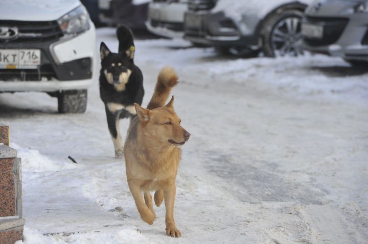 Эт язмышы – кеше кулында: Татарстанда хуҗасыз этләргә кагылышлы яңа карар проекты әзер