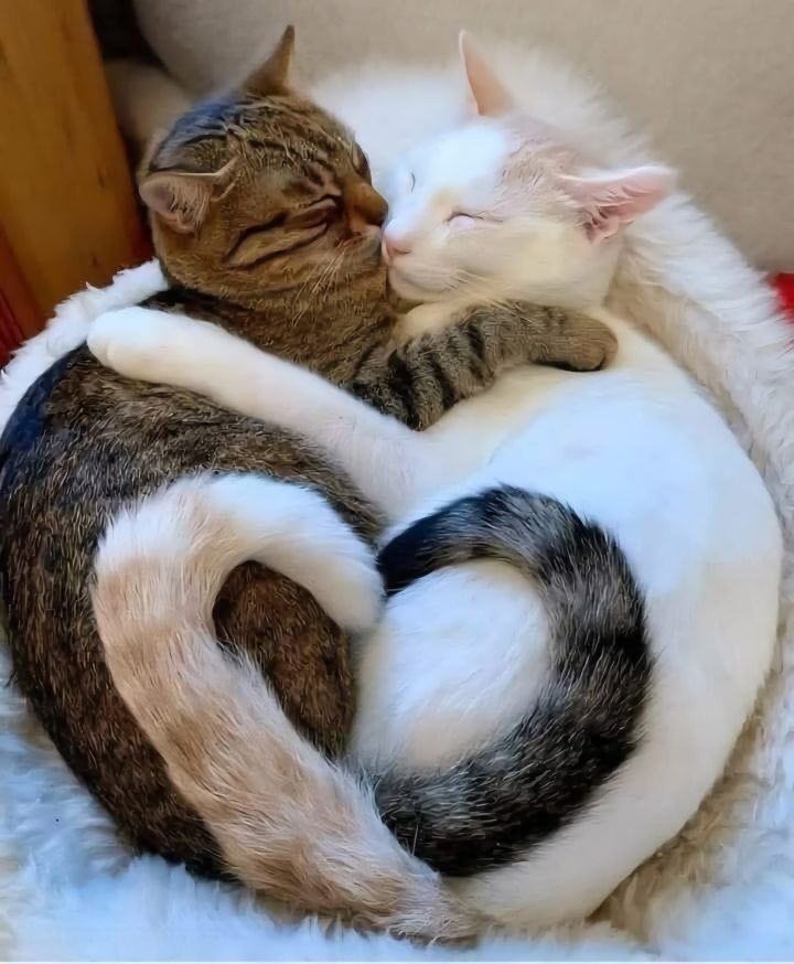 Бергә яшик, аерым йоклыйк – табиб киңәше