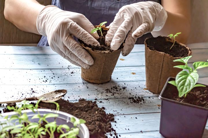 «Акыллы» бакча: агроном Хәким Моратовтан киңәшләр