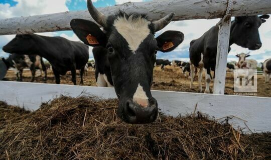 Чикләр ябыла: ​​​​​​​Татарстанда терлек алып керү вакытлыча чикләнде