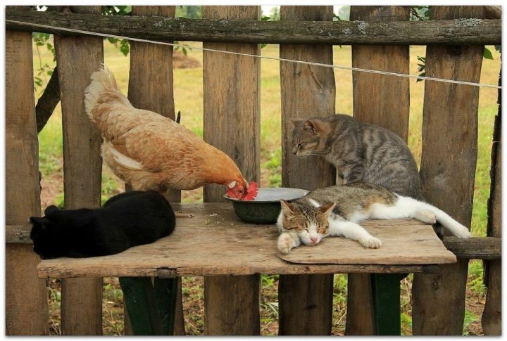 «Дәү әнигә ярый, песигә юк»