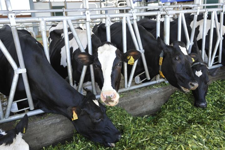 Сак булыгыз: тилчә тилерә!