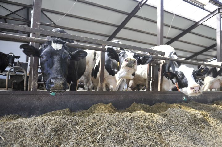 Абзар математикасы: «ВТ» хәбәрчесе мал асраучыларның акчасын санады