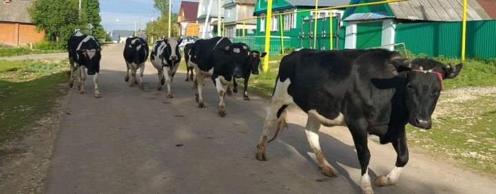 Көтү чыгармы? «ВТ» имеш-мимешләргә ачыклык кертте