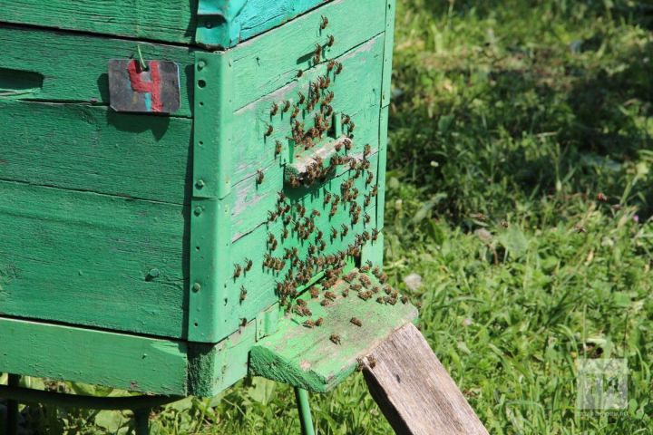 Язгы гөжләү: «ВТ» журналисты умартачыларның хәлен белеште